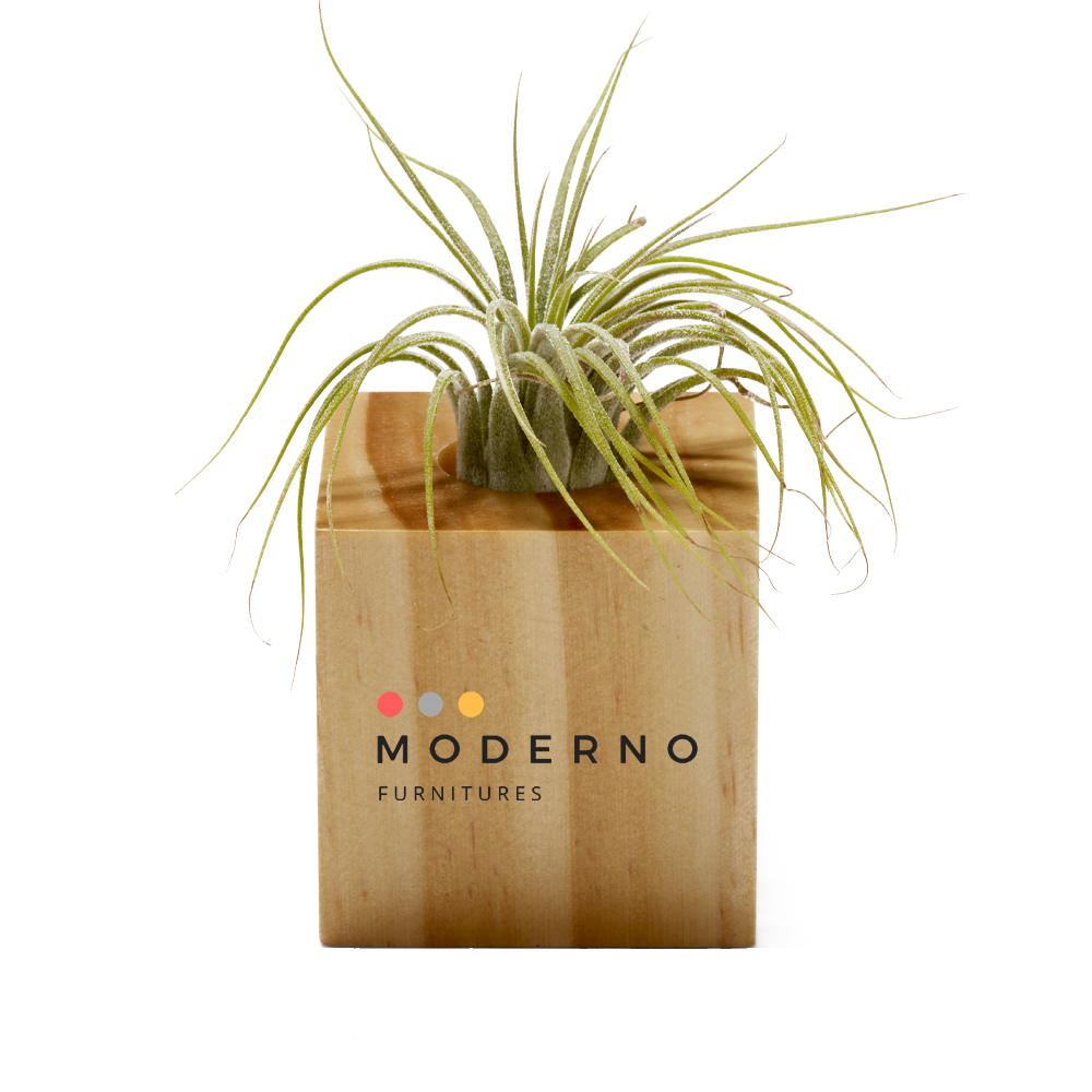 JORNIKOLOR Air Plant 